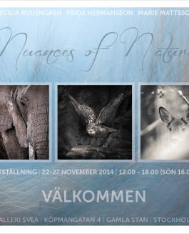 Utställning på Galleri Svea i Stockholm 22-27 november