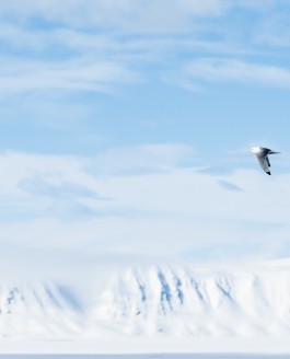 Svalbard, dag VI: Stiltje, valrossar och grisslor.