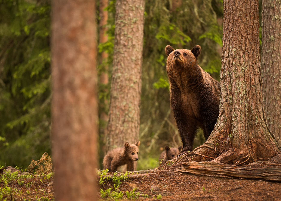 Björnar och ekorrar i Gästriklands skogar