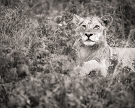 gallery-lion-bw