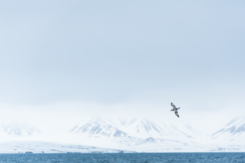 Svalbard, dag II: Till havs.